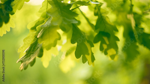 young light green oak leaves hanging from the branches photographed against the light, quercus robur