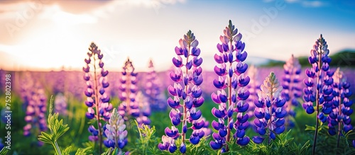 Botanical Bliss: Lush Field of Vibrant Purple Flowers Beneath a Clear Blue Sky