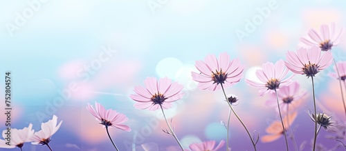 Vibrant Pink Flower Blossoms Creating Serene and Elegant Wallpaper Background