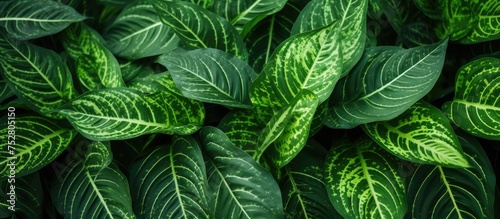 Vibrant Macroscape: Mesmerizing Details of Lush Green Plant Life Up Close