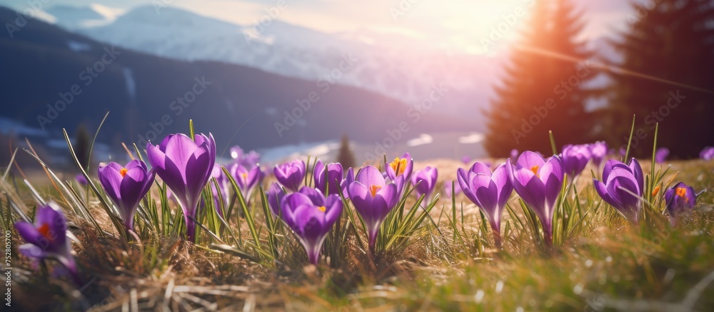 Fototapeta premium Vibrant Crocus Blossoms Blooming at High Altitude in the Majestic Mountain Scenery
