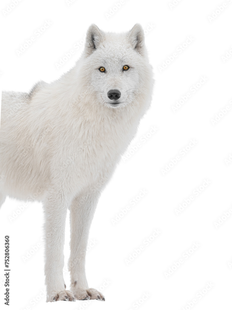 Fototapeta premium Polar white wolf looks intently into the camera isolated on white background