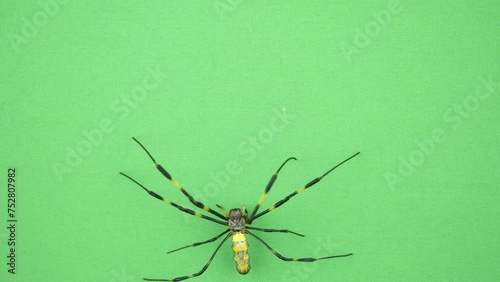 壁を登るジョロウグモのアップ