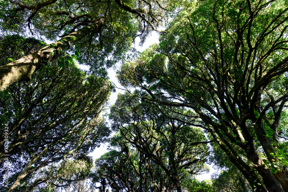 Fototapeta premium View into the crown of beech trees in spring. Sky, trees, blue and freedom