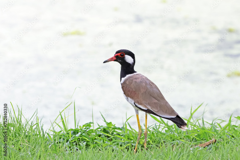 The Red-wattled Lapwing on the field