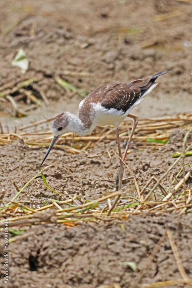 The Black-winged Stilt on dry field The Black-winged Stilt on dry field