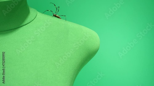 肩から首へ移動するジョロウグモ