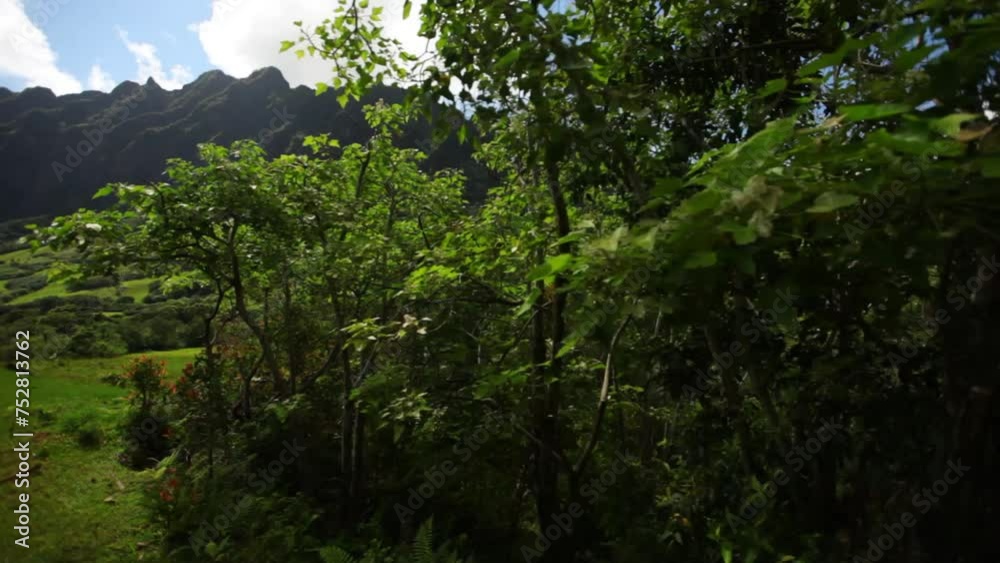 Epic steady cam reveal of Kualoa ranch in Hawaii - tracking shot Epic steady cam reveal of Kualoa ranch in Hawaii - tracking shot