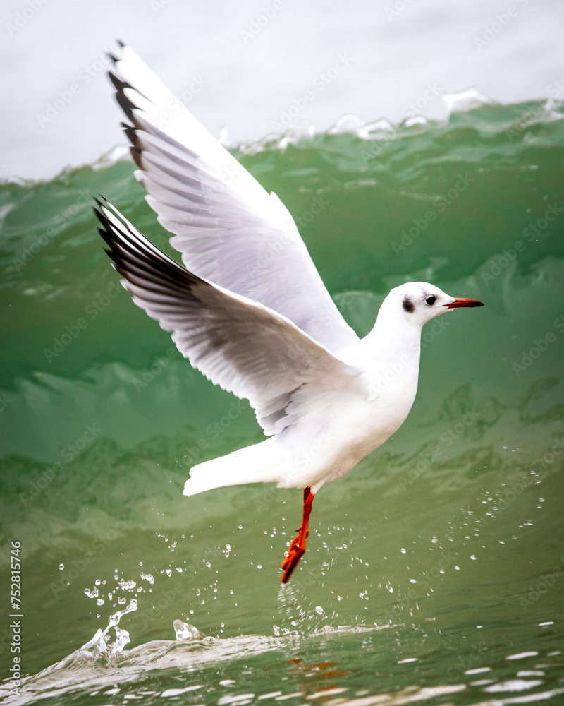 seagull in flight