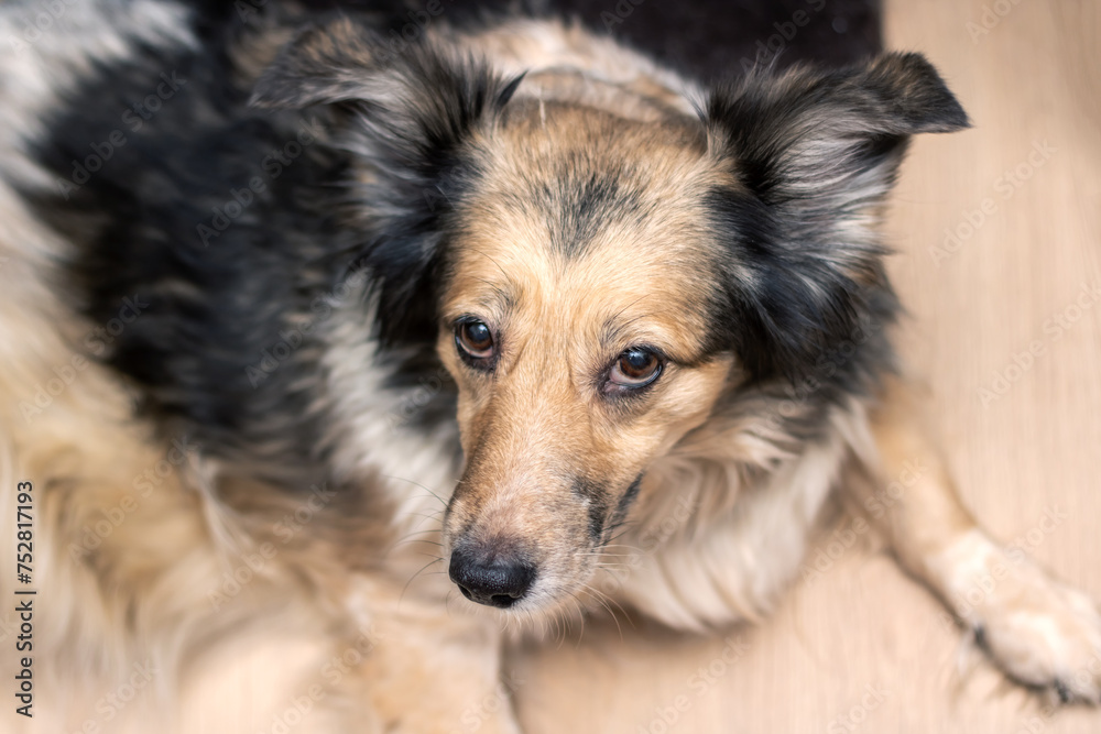 Gray shaggy dog at home, closeup portrait