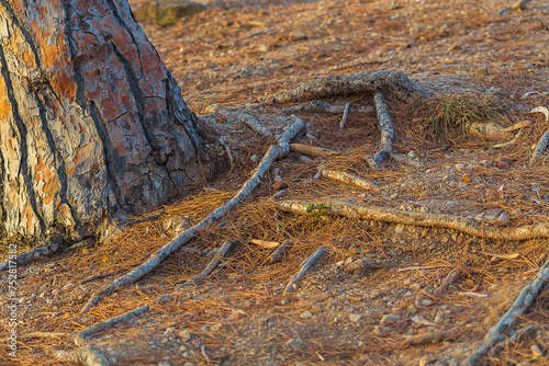 The roots of the pine protrude from the ground next to the trunk. The ground is strewn with dry needles, weathering of the land cover, soil erosion, change in fertility