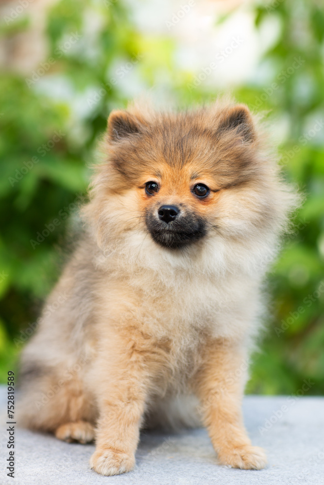Funny fluffy Pomeranian puppy in gray, beige, red color close-up on a background of greenery Funny fluffy Pomeranian puppy in gray, beige, red color close-up on a background of greenery