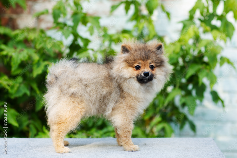 Funny fluffy Pomeranian puppy in gray, beige, red color close-up on a background of greenery Funny fluffy Pomeranian puppy in gray, beige, red color close-up on a background of greenery