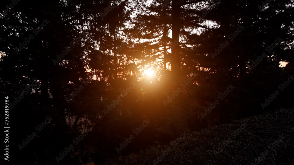 Tree silhouettes in golden hour sunset. Tree silhouettes in golden hour sunset.