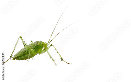 The World of Aphids Unveiled On Transparent Background.