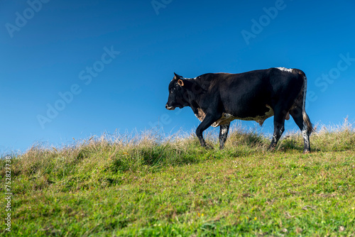 The Wild Coast, grasslands and African veld grazing fields for Nguni cattle in South Africa