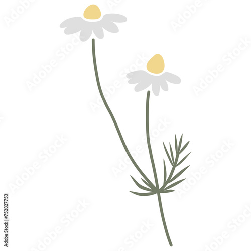 Vector color hand-drawn illustration with spring chamomile flower. SVG cut file for Cricut. Collection of minimalist wildflowers. 