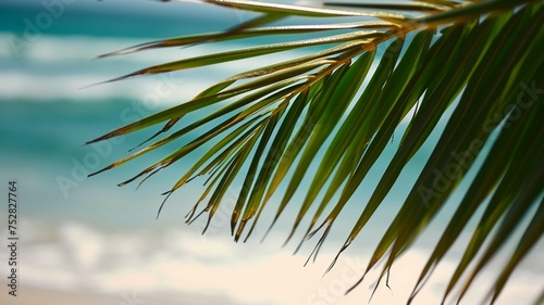 Palm tree on the beach near the ocean
