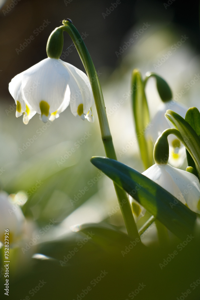 White spring flower close up in the morning. (Leucojum vernum) White spring flower close up in the morning. (Leucojum vernum)