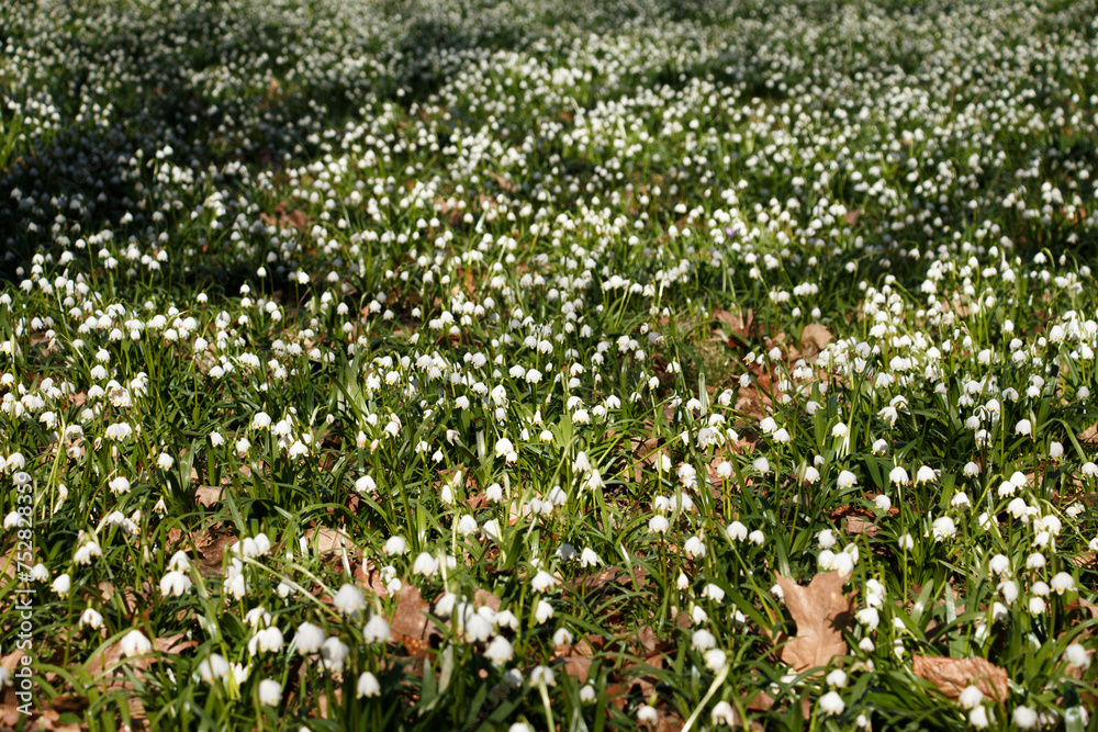 White spring flower in the morning. (Leucojum vernum) White spring flower in the morning. (Leucojum vernum)