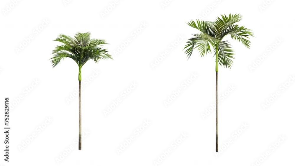 Isolated 3D realistic palm tree on the wind and black background with transparent cut out animation and alpha channel. 4k 30 fps seamless loop.