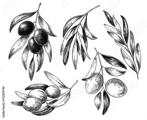 Olive branch set illustration, vintage vector sketch