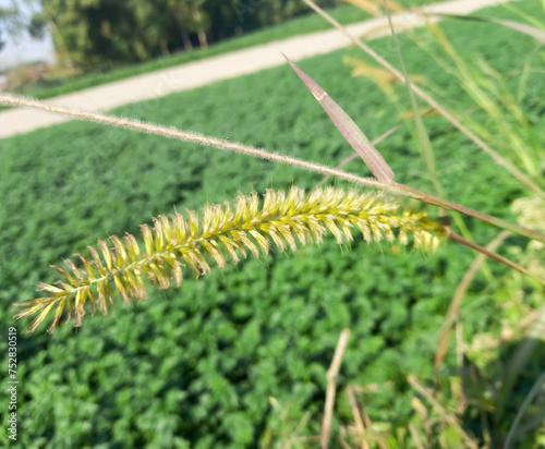 Pennisetum alopecuroides. Fountaingrass or dwarf fontain grass, climbing grass on long graceful stems with pink-white to brownish flowers in spikes and basal long dark-green foliage. photo