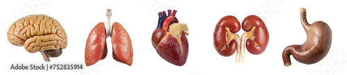 realistic human internal organs, includes brain, heart, kidney, and lungs. PNG, cutout, or clipping path.	
