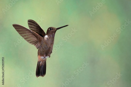 Brown inca hummingbird hovering in flight, wings spread against a green background (Coeligena wilsoni)