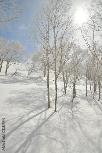Snow winter Forest Birch trees sun clouds hokkaido japan © Andreas