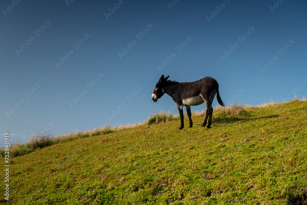 Donkey Wild Coast, known also as the Transkei, open beaches, steamy jungle or coastal forests. The rugged and unspoiled Coastline South Africa Donkey Wild Coast, known also as the Transkei, open beaches, steamy jungle or coastal forests. The rugged and unspoiled Coastline South Africa