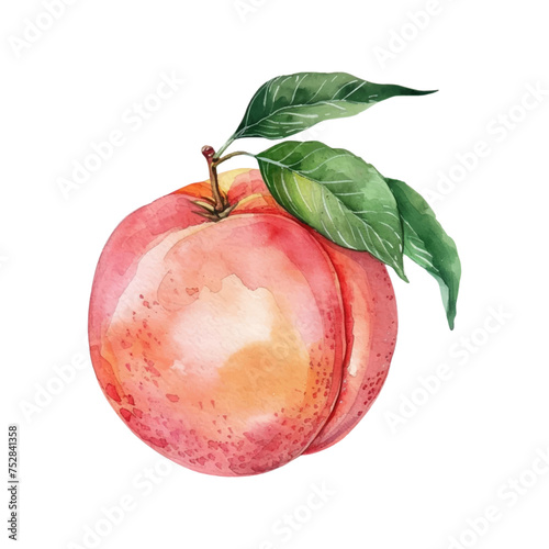 peach with leaf watercolor isolated on white background