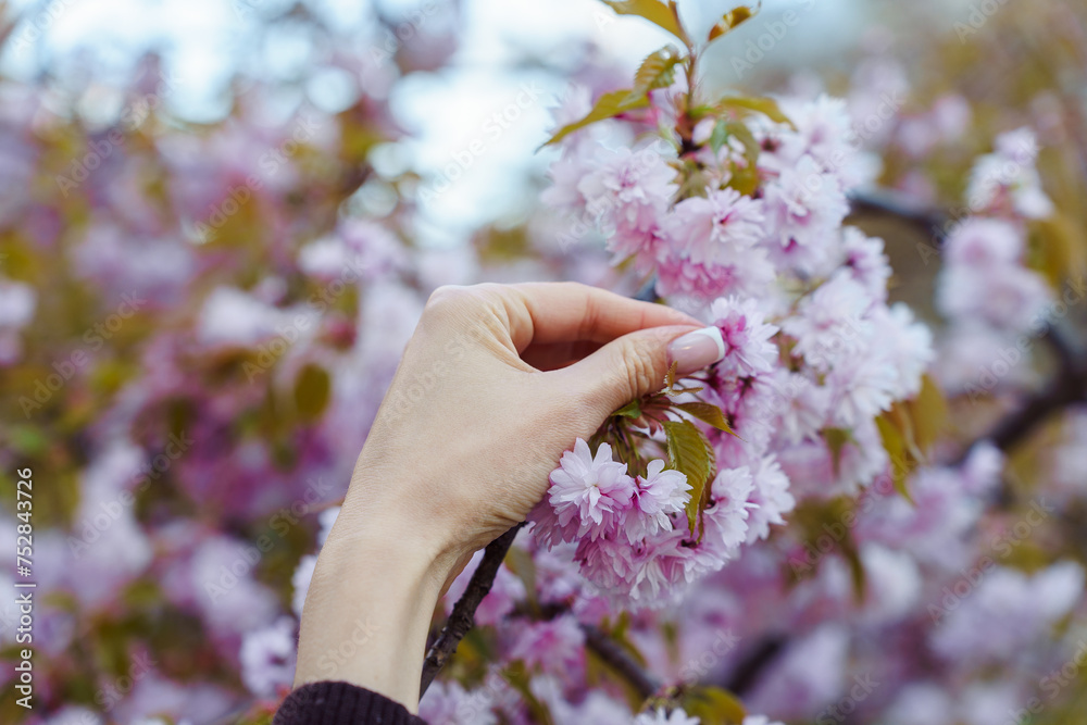 Graceful female hand with french manicure holding a flowering branch of Japanese pink sakura Prunus Kanzan