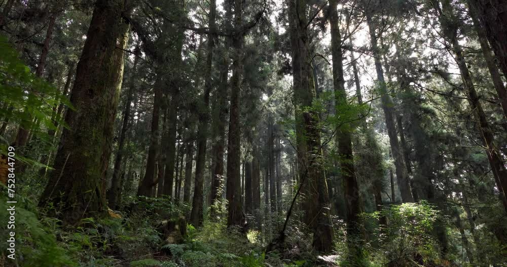 Forest landscape in alishan national forest recreation area Forest landscape in alishan national forest recreation area