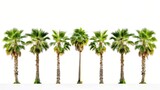A row of perfect palm trees against a white background.