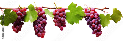 red grapes on a branch with leaves , a jungle vine and hanging ivy plant bush foliage, isolated on a white background with a clipping path. 