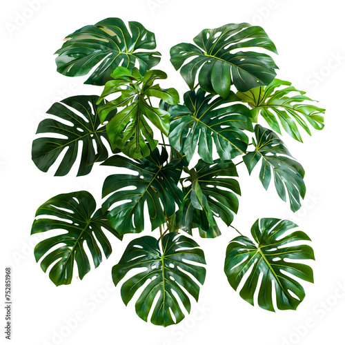 Background White  Isolated Evergreen Tropical  Plant Monstera The Vine  Leaves Plant Monstera