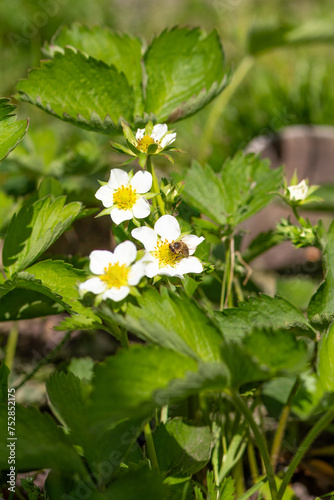 Flowering strawberry bush with a bee in the garden.