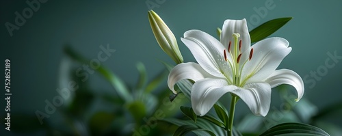 The Standalone Beauty of a White Lily in a Peaceful Setting. Concept White Lily, Standalone Beauty, Peaceful Setting, Flower Photography