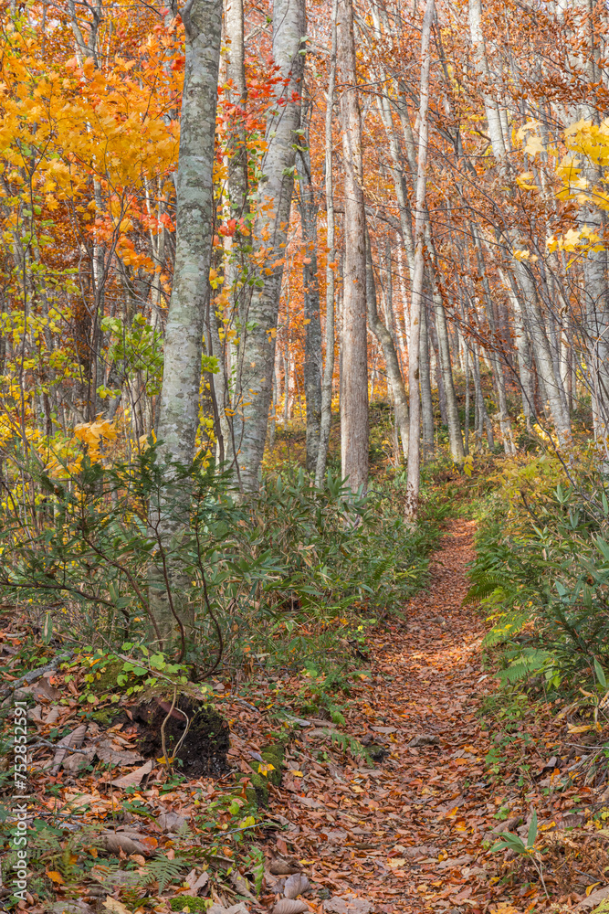 Fototapeta premium 日本 青森県十和田市奥瀬蔦野湯にある湖沼郡、蔦七沼内にある蔦野鳥の森の紅葉