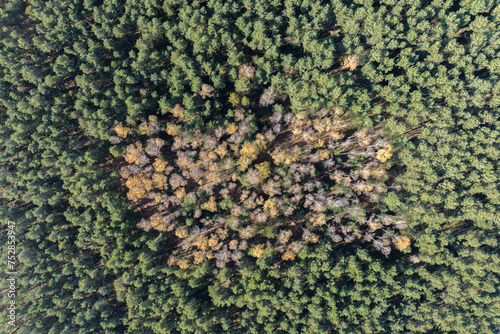 Sand desert Located on the border of the Silesian Upland, Bledow, Klucze and village of Chechlo, large forest area aerial drone view. Bledowska Desert sand the largest area of quicksand in Poland.