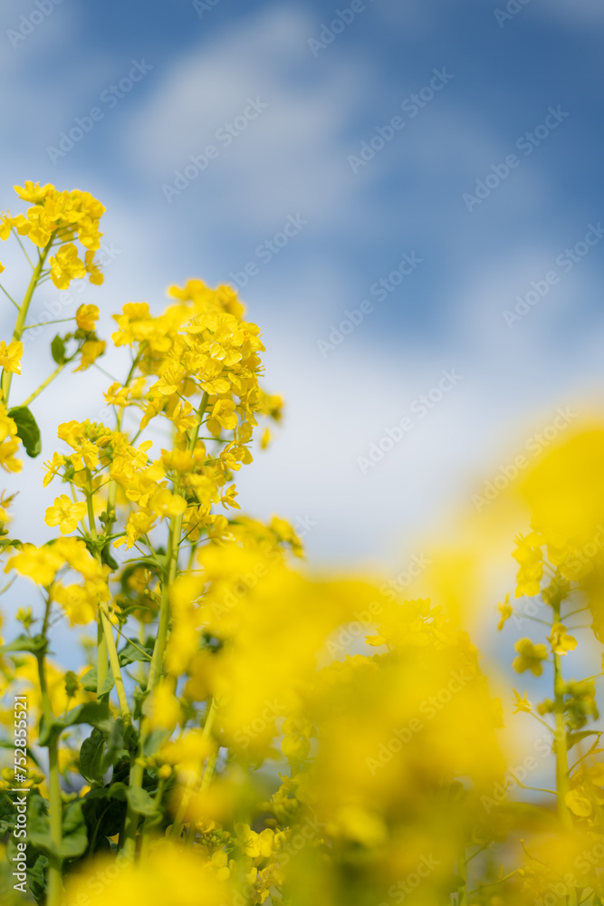 菜の花と青空 菜の花と青空