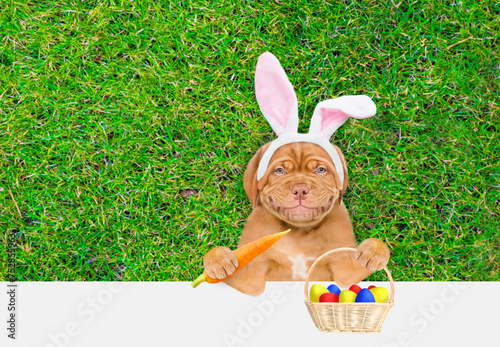 Smiling Mastiff puppy wearing easter rabbits ears holds basket of painted Easter eggs and looks above empty white banner.  Empty space for text