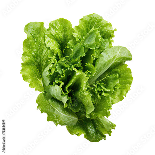 Lollo bionda lettuce-related leafy salad leaves isolated on transparent background