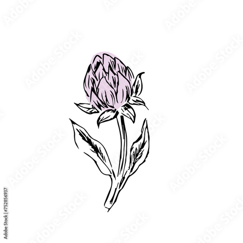 Hand drawn vintage floral clover