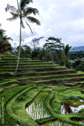 Jatiluwih Rice Terraces, Bali, Indonesia