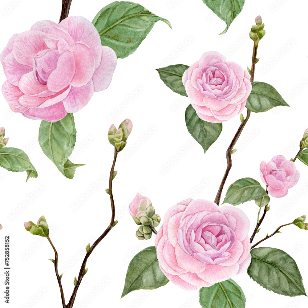 Watercolor pattern with camellia flowers, buds, illustration, hand draw, on white background 