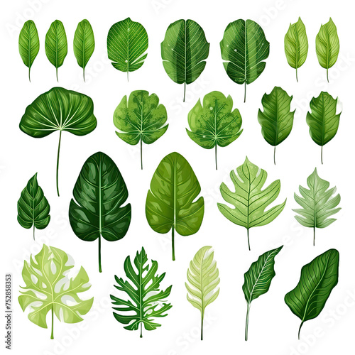 set of exotic big leaf green interior home plant for decoration and different foliage leaves and petals closeups cotout isolated on transparent background photo