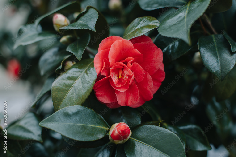 Beautiful pink Camellia flowers in a garden. Beautiful pink Camellia flowers in a garden.