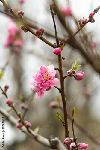 大阪城公園の梅